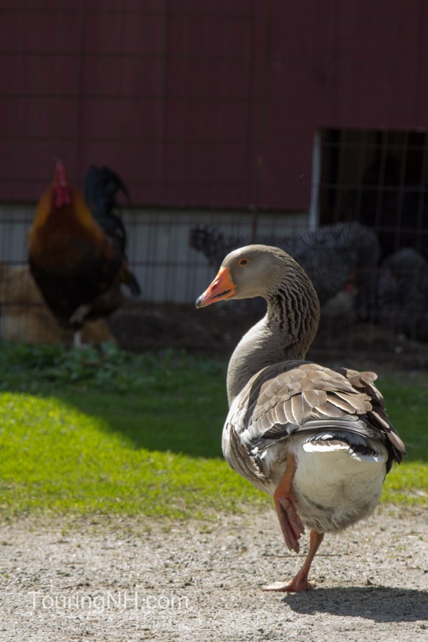 I had to laugh at the goose, perhaps it was practicing its karate kid moves, but, if you notice, in the background, the chicken is also working it!