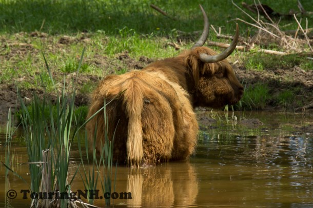 This highland cow was enjoying the coolness of the pond
