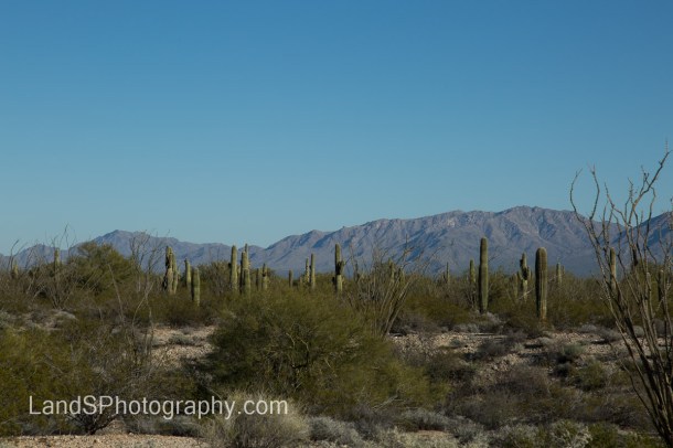 Alamo Lake State Park-120