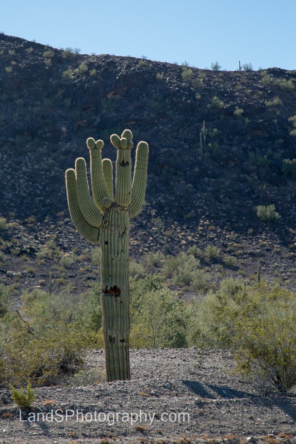 Notice the holes the birds have made in the sagauro