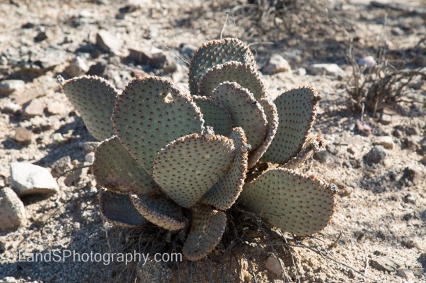 Alamo Lake State Park-28