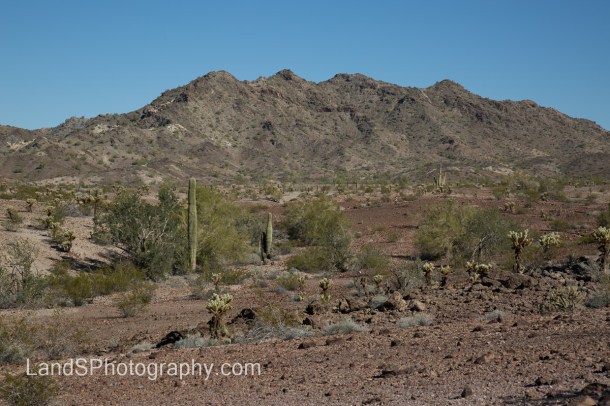 Alamo Lake State Park-4