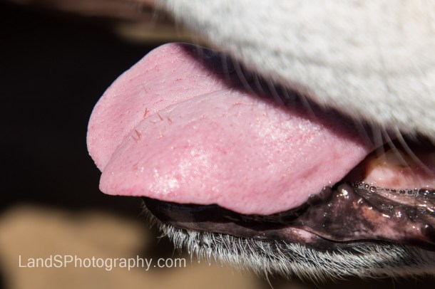 Alamo Lake State Park-41