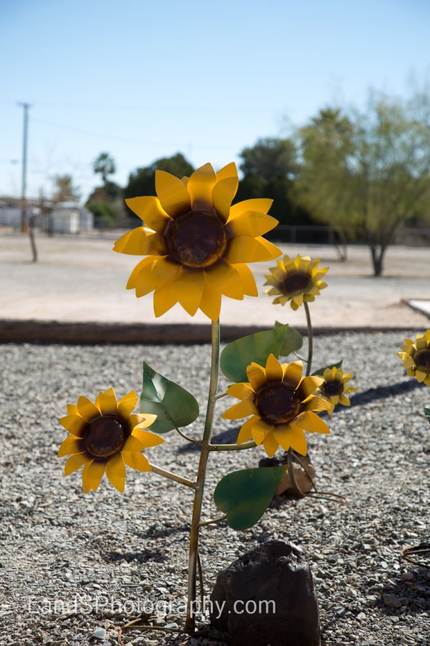 Alamo Lake State Park-51