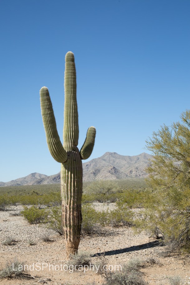 Alamo Lake State Park-69