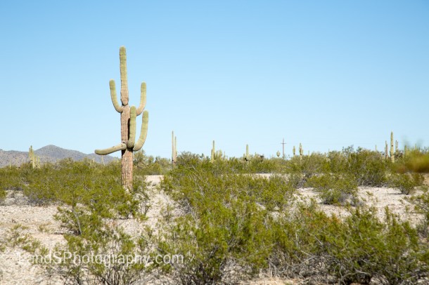 Alamo Lake State Park-70