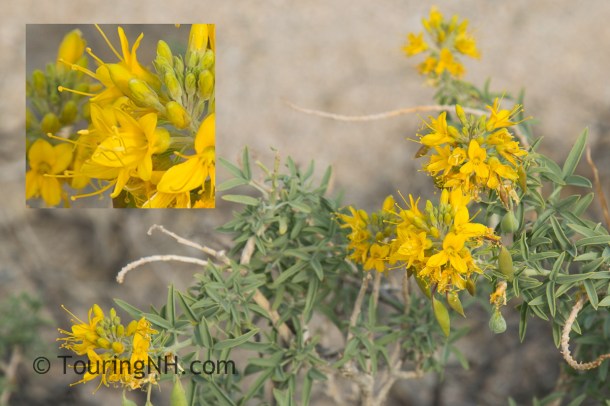 Joshua Tree NP-3-Edit