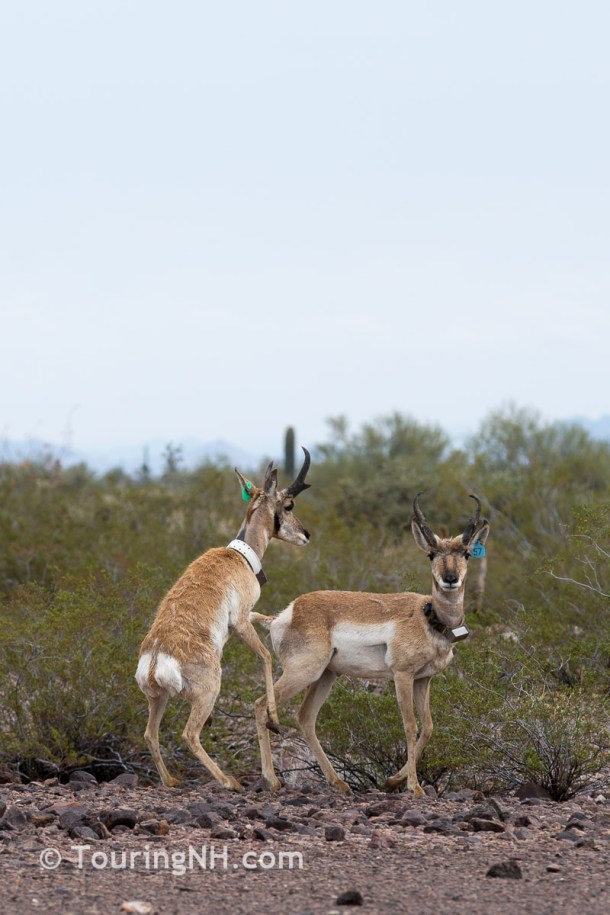 Pronghorn