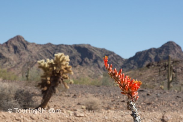 Castle Dome-24 - Copy - Copy