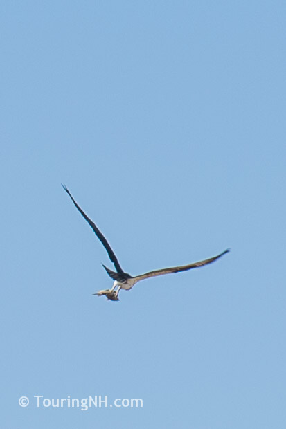 Cibola NWR-34 - Copy - Copy