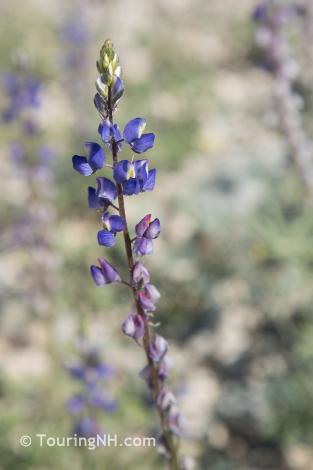 Ghost Town Flowers-17 - Copy - Copy