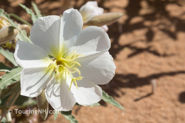 Ghost Town Flowers-2 - Copy - Copy