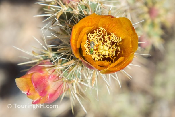 Ghost Town Flowers-27 - Copy - Copy