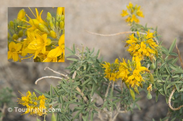Joshua Tree NP-3-Edit - Copy - Copy