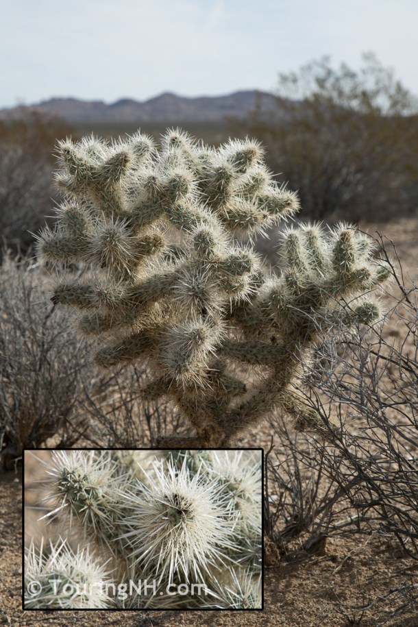 Joshua Tree NP-8-Edit - Copy - Copy
