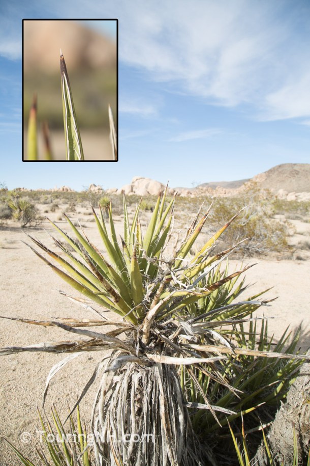 Joshua Tree NP-93-Edit - Copy - Copy