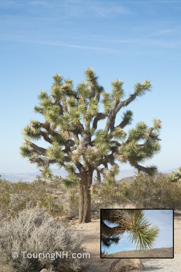 Joshua Tree NP-98-Edit - Copy - Copy