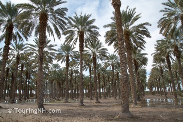 Date Palms