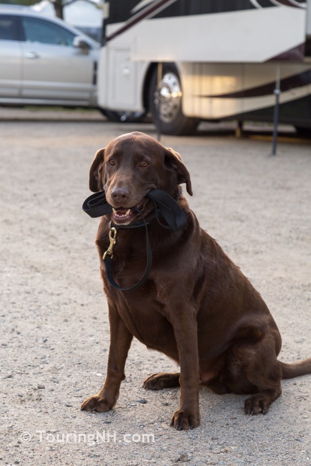 Tucker - The self-walking dog