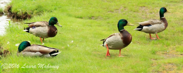 Harts Location-0369-2